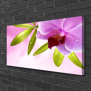 Obraz na plátne Kvet listy rastlina 100x50 cm