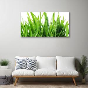 Obraz na plátne Tráva rastlina 100x50 cm