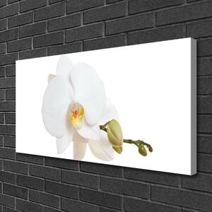 Obraz Canvas Kvet rastlina príroda 100x50 cm