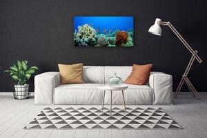 Obraz Canvas Koralový útes príroda 100x50 cm
