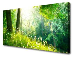 Obraz Canvas Lúka príroda rastlina 125x50 cm