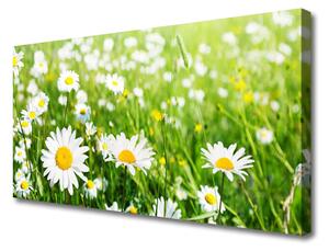 Obraz na plátne Sedmokráska kvet rastlina 125x50 cm