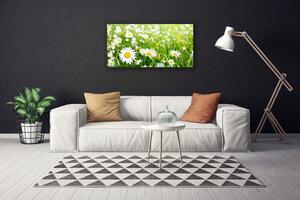 Obraz na plátne Sedmokráska kvet rastlina 100x50 cm