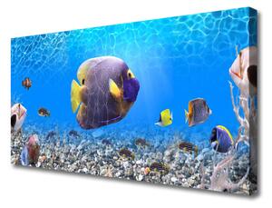 Obraz na plátne Ryba príroda 125x50 cm