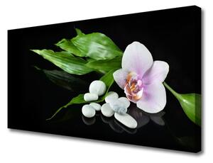 Obraz na plátne Kvet kamene lístie 125x50 cm