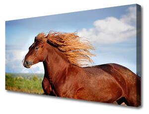Obraz na plátne Kôň zvieratá 100x50 cm