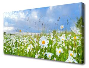Obraz na plátne Lúka sedmokrásky príroda 100x50 cm