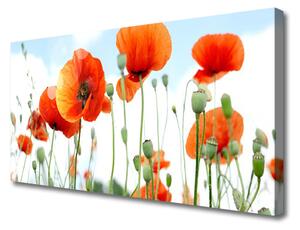 Obraz Canvas Kvety maky lúka pole príroda 100x50 cm