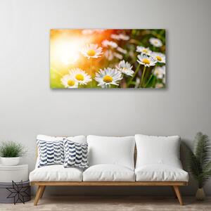 Obraz Canvas Sedmokrásky kvety lúče 100x50 cm