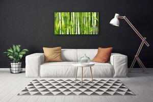 Obraz Canvas Bambusové výhonky listy bambus 100x50 cm