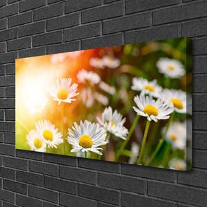 Obraz Canvas Sedmokrásky kvety lúče 100x50 cm