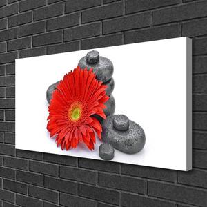 Obraz Canvas Kvety gerbery kamene zen 100x50 cm