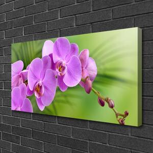 Obraz Canvas Vstavač orchidea kvety 100x50 cm