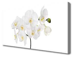 Obraz Canvas Biela orchidea kvety 100x50 cm