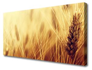 Obraz Canvas Pšenica rastlina príroda 100x50 cm
