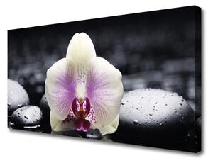 Obraz Canvas Kvet kamene rastlina 100x50 cm