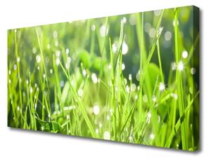 Obraz Canvas Tráva rastlina príroda 125x50 cm