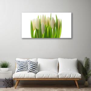 Obraz na plátne Tulipány rastlina príroda 100x50 cm