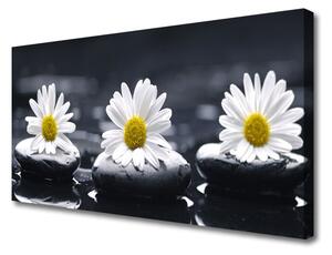 Obraz na plátne Sedmokráska kamene rastlina 125x50 cm