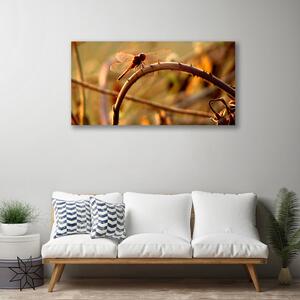 Obraz na plátne Vážka príroda rastlina 100x50 cm