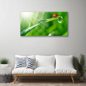 Obraz na plátne Tráva lienka príroda 100x50 cm