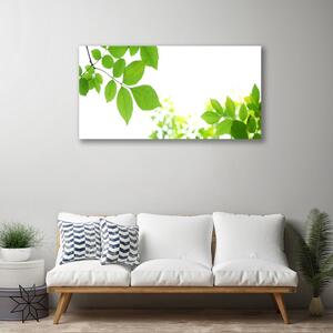 Obraz Canvas Plátky rastlina príroda 100x50 cm