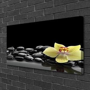 Obraz Canvas Kvet kamene kuchyňa 100x50 cm