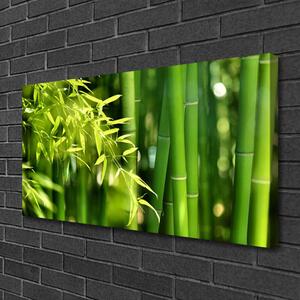 Obraz Canvas Bambus listy rastlina 100x50 cm
