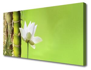 Obraz Canvas Bambus stonka rastlina príroda 100x50 cm
