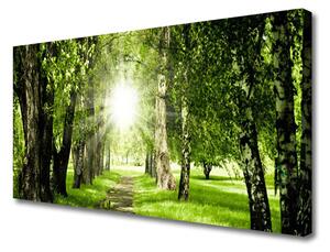 Obraz Canvas Les slnko chodník príroda 100x50 cm