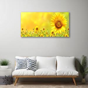 Obraz Canvas Slnečnica kvet rastlina 100x50 cm