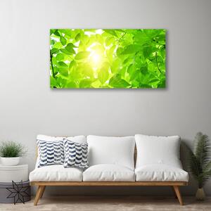 Obraz Canvas Listy príroda slnko rastlina 100x50 cm