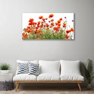 Obraz Canvas Maky rastlina príroda 100x50 cm