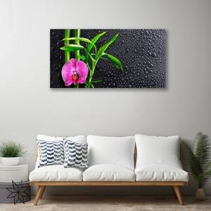 Obraz Canvas Bambus kvet kvapky 100x50 cm
