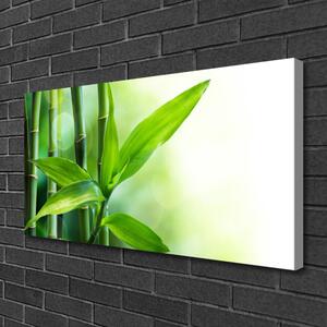 Obraz Canvas Bambus list rastlina príroda 100x50 cm