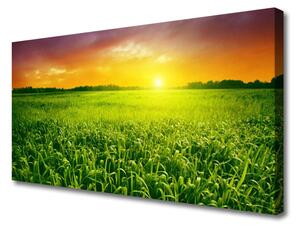 Obraz na plátne Obilie pole východ slnka 125x50 cm