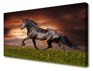 Obraz na plátne Čierny kôň lúka zvieratá 100x50 cm