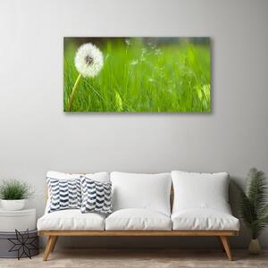 Obraz na plátne Púpava tráva rastlina 100x50 cm