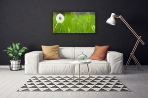 Obraz na plátne Púpava tráva rastlina 100x50 cm