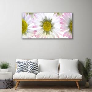 Obraz na plátne Sedmokráska rastlina príroda 100x50 cm