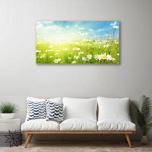 Obraz na plátne Lúka sedmokrásky príroda 100x50 cm
