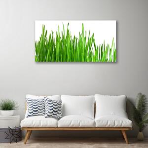 Obraz na plátne Tráva rastlina príroda 100x50 cm