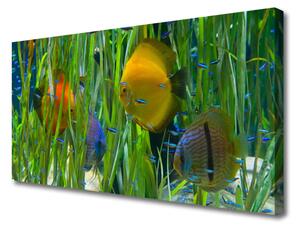 Obraz Canvas Ryba riasy príroda 125x50 cm