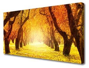 Obraz Canvas Les chodník stromy príroda 100x50 cm