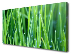 Obraz Canvas Tráva kvapky rastlina príroda 100x50 cm