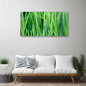 Obraz Canvas Tráva kvapky rastlina príroda 100x50 cm