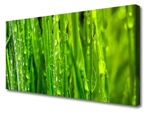 Obraz Canvas Tráva rastlina príroda 100x50 cm