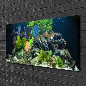 Obraz Canvas Ryba kamene listy príroda 100x50 cm