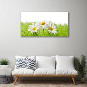Obraz Canvas Sedmokráska kvety rastlina 100x50 cm