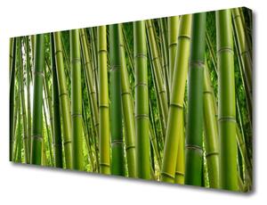 Obraz Canvas Bambusový les bambusové výhonky 100x50 cm